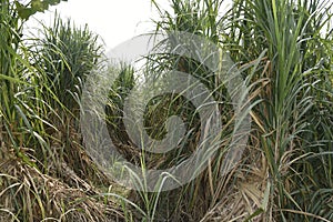 Sugarcane is vegetatively propagated for commercial cultivation.