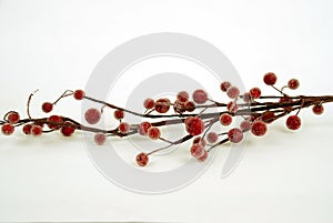 Sugared berry branch on white background