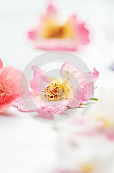 Sugared or Crystallized Rose Flowers