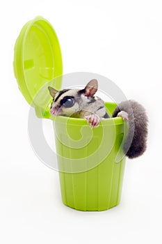 Sugarglider in green trash bin looking out.