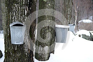 Sugaring In Vermont photo