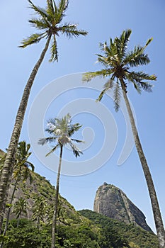 Sugarloaf Mountain Rio Brazil Palm Trees