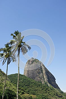 Sugarloaf Mountain Rio Brazil Palm Trees photo