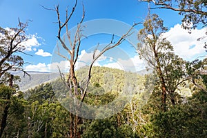 Sugarloaf Peak Hike near Marysville in Australia