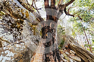 Sugarloaf Peak Hike near Marysville in Australia