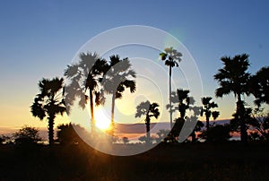 Suger palms during sunset, Sawu island, Indonesia