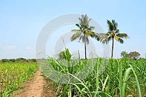 Sugercane  Field wth coconut trees