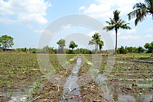 Sugercane  Field wth path by path