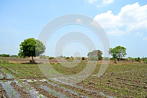 Sugercane  Field wth path by path