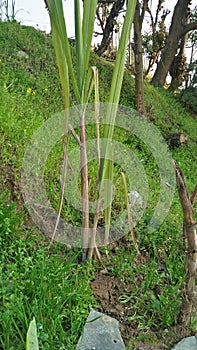 Sugercane plant long green plant