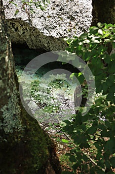 Suggestive stream of Val Fondillo, a place in Abruzzo perfect for excursions in the woods.