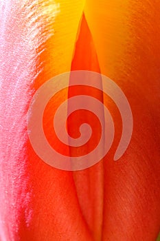 Suggestive Tulip bloom