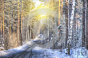 Suggestive view of forest in winter