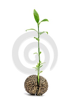 Suicide tree, Pong pong seed or Alstonia scholaris or apocynaceae,isolated on white background