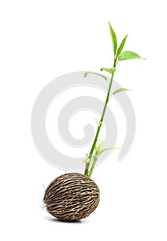 Suicide tree, Pong pong seed or Alstonia scholaris or apocynaceae,isolated on white background