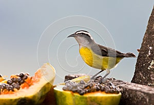 Suikerdiefje, Bananaquit, Coereba flaveola photo