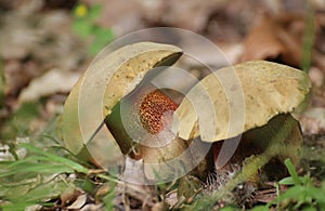 Suillellus luridus, commonly called the lurid bolete