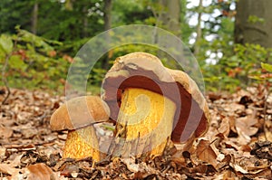 Suillellus luridus (formerly Boletus luridus), commonly known as the lurid bolete