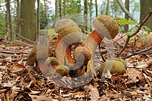 Suillellus luridus (formerly Boletus luridus), commonly known as the lurid bolete