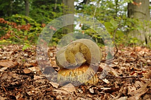 Suillellus luridus (formerly Boletus luridus), commonly known as the lurid bolete