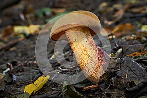 Suillellus mendax