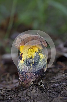 Suillellus queletii(Boletus queletii)commonly known as the deceiving bolete photo