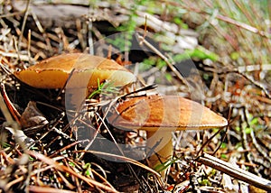 Suillus