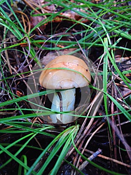 Suillus