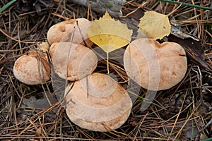 Suillus bovinus, also known as the Jersey cow mushroom or bovine