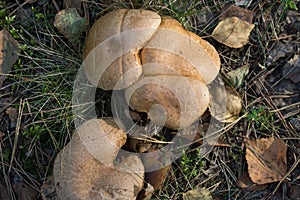 Suillus bovinus, bovine bolete, mushrooms closeup