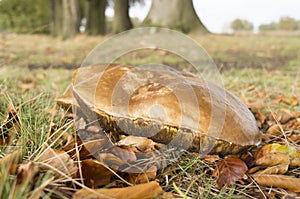 Suillus bovinus mushroom.