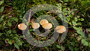 Suillus bovinus, mushroom or bovine bolete, edible wild mushroom.