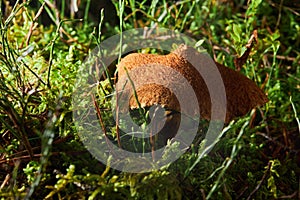 Suillus cavipes, or Boletinus cavipes, with yellow pores