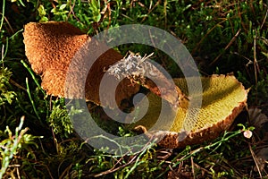 Suillus cavipes, or Boletinus cavipes, with yellow pores