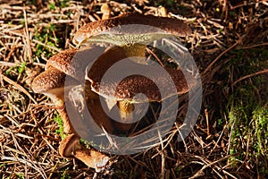 Suillus cavipes, or Boletinus cavipes, with yellow pores