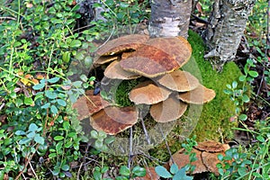 Suillus cavipes. Boletus in the Siberian forest