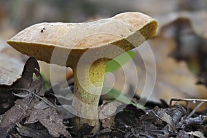 The Suillus collinitus is an edible mushroom