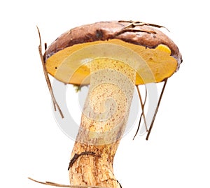 Suillus collinitus isolated