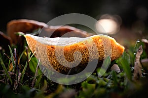 Fungi in a forest in the Dordogne photo