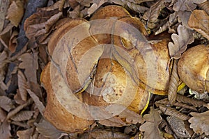 Suillus collinitus is a pored mushroom of the genus Suillus in the family Suillaceae photo