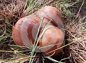Suillus - Ð²eautiful edible mushroom