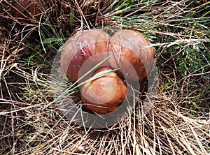 Suillus - Ð²eautiful edible mushroom