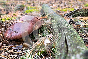 Suillus in forest.