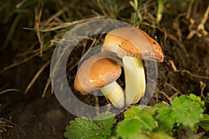 suillus granulatus, edible mushroom