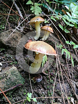 Suillus granulatus is a pored mushroom commonly known as the weeping bolete, or the granulated bolete