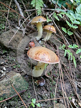 Suillus granulatus is a pored mushroom commonly known as the weeping bolete, or the granulated bolete