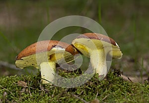 Suillus granulatus is a pored mushroom of the genus Suillus in the family Suillaceae photo