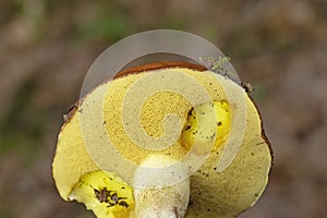 Suillus granulatus is a pored mushroom of the genus Suillus in the family Suillaceae photo