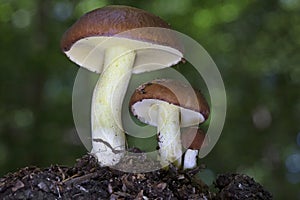 Suillus granulatus is a pored mushroom of the genus Suillus in the family Suillaceae photo