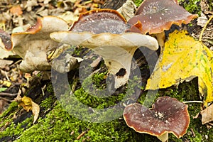 Suillus granulatus Weeping Bolete Fungi